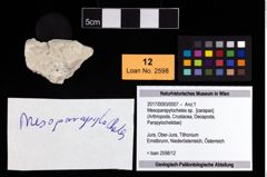 Foto (Objekt + Etikett) von Mesoparapylocheles sp.  (NHMW-GEO-2017-0093-0007)